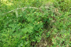 Lathyrus holochlorus