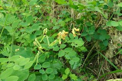 Lathyrus holochlorus