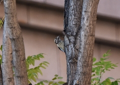 Yungipicus canicapillus