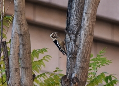 Yungipicus canicapillus