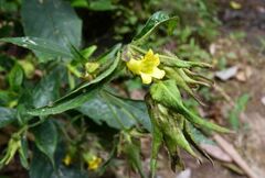 Strobilanthes crispa