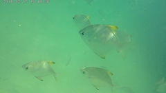 Monodactylus argenteus