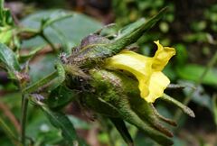 Strobilanthes crispa