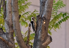 Yungipicus canicapillus