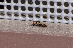 Physiphora