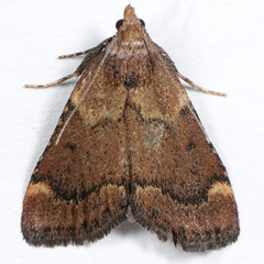 Hypsopygia phoezalis