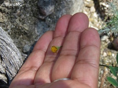 Thymophylla setifolia