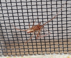 Cheiracanthium gracile