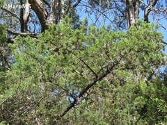 Juniperus angosturana