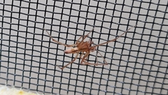 Cheiracanthium gracile