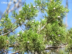 Juniperus angosturana