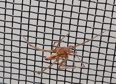 Cheiracanthium gracile