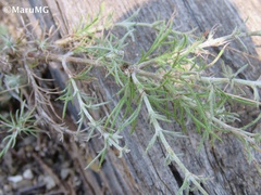 Thymophylla setifolia