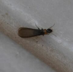 Kalotermes flavicollis