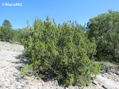 Juniperus angosturana