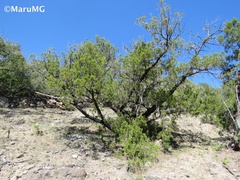 Juniperus angosturana