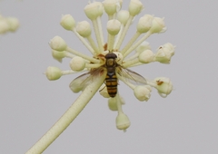Episyrphus