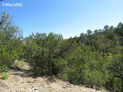 Juniperus angosturana
