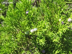 Juniperus angosturana