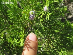 Juniperus angosturana