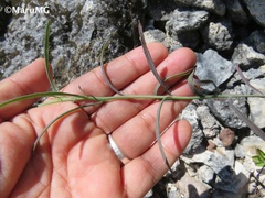 Porophyllum linaria