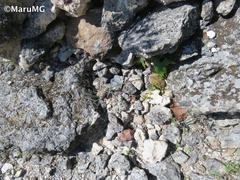 Porophyllum linaria