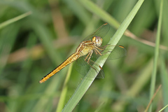 Crocothemis nigrifrons