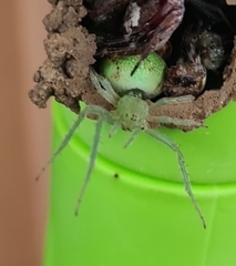 Araneus circulissparsus