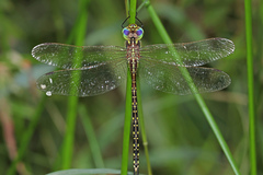 Austrogynacantha heterogena