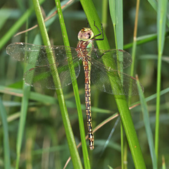 Austrogynacantha heterogena
