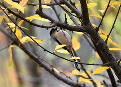 Aegithalos glaucogularis