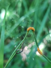Pucciniaceae