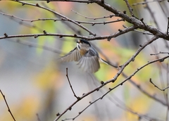 Aegithalos glaucogularis