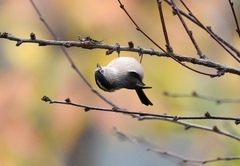 Aegithalos glaucogularis