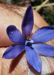Thelymitra juncifolia