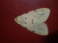 Spilosoma ummera