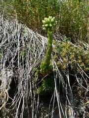 Sempervivum globiferum