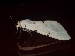 Spilosoma ummera