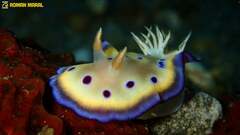 Goniobranchus kuniei