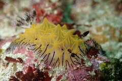 Halgerda willeyi