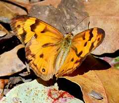Heteronympha mirifica