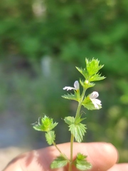 Euphrasia