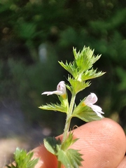 Euphrasia
