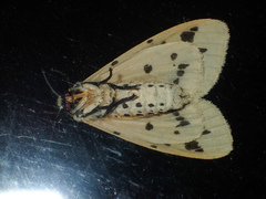 Spilosoma ummera
