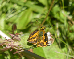 Ocybadistes walkeri sothis