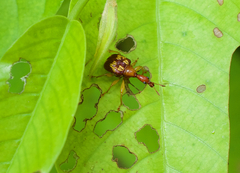 Korotyaevirhinus necopinus orientalis