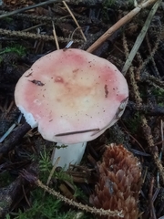 Russula bicolor