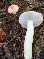 Russula bicolor