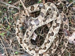 Protobothrops mucrosquamatus