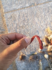 Paratrypauchen microcephalus